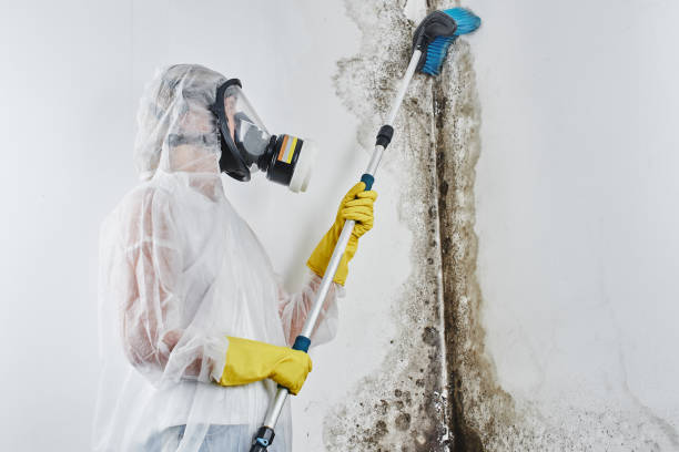 Professional Mold Removal Services in New Brunswick, NJ